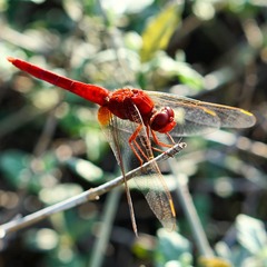 Crocothemis
