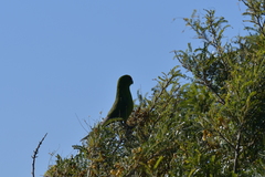 Cyanoramphus auriceps