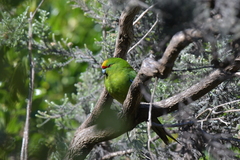 Cyanoramphus auriceps