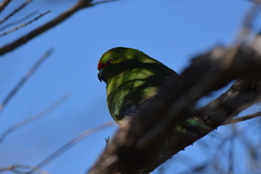 Cyanoramphus auriceps