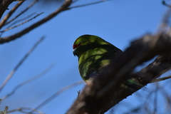 Cyanoramphus auriceps