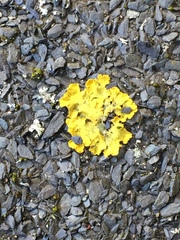 Xanthoria parietina