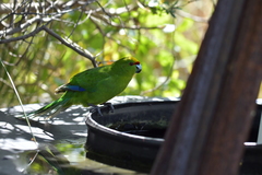 Cyanoramphus auriceps