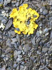 Xanthoria parietina