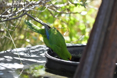Cyanoramphus auriceps