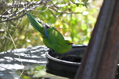 Cyanoramphus auriceps