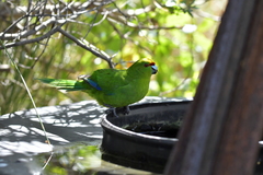 Cyanoramphus auriceps