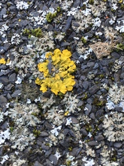 Xanthoria parietina