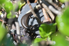 Oligosoma polychroma