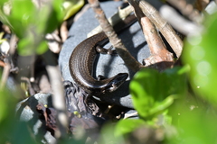 Oligosoma polychroma