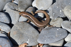 Oligosoma macgregori