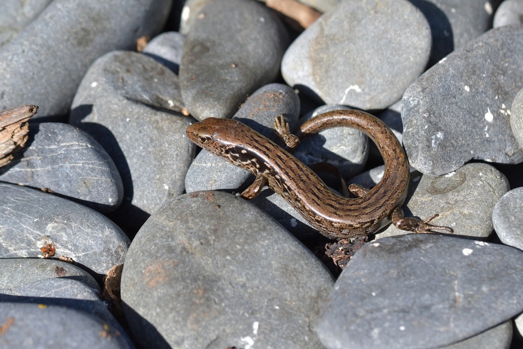 Macgregor's Skink