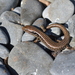 Mcgregor's Skink - Photo (c) Christopher Stephens, some rights reserved (CC BY-SA), uploaded by Christopher Stephens