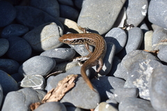Oligosoma macgregori