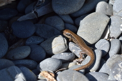 Oligosoma macgregori