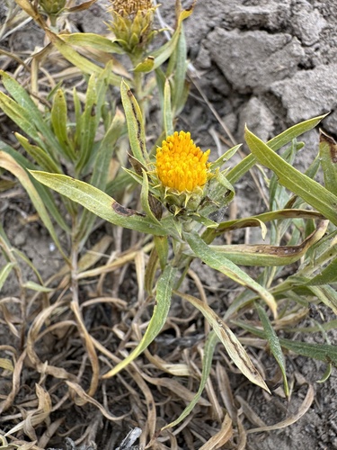 Oonopsis foliosa var. monocephala