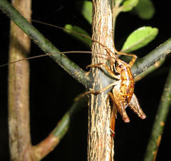 Talitropsis
