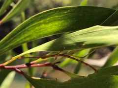 Acrophylla wuelfingi