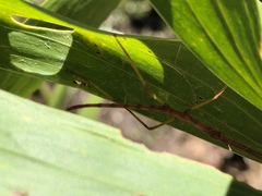Acrophylla wuelfingi