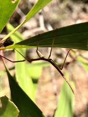 Acrophylla wuelfingi
