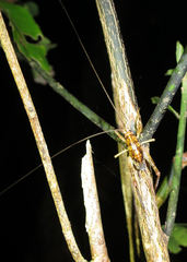 Talitropsis