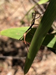 Acrophylla wuelfingi