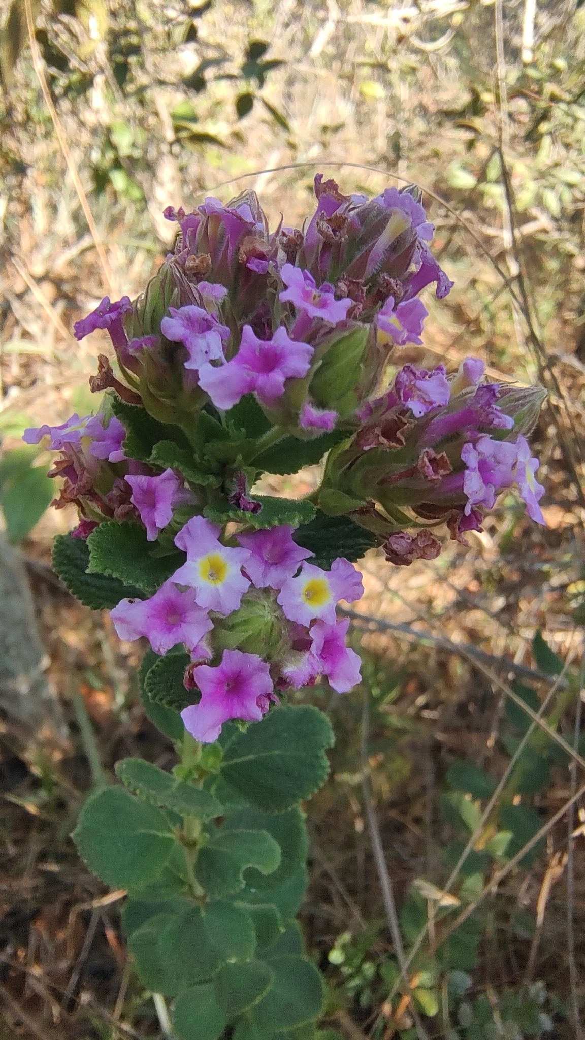 Lippia rotundifolia