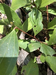 Acacia flavescens