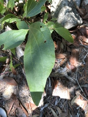 Acacia flavescens
