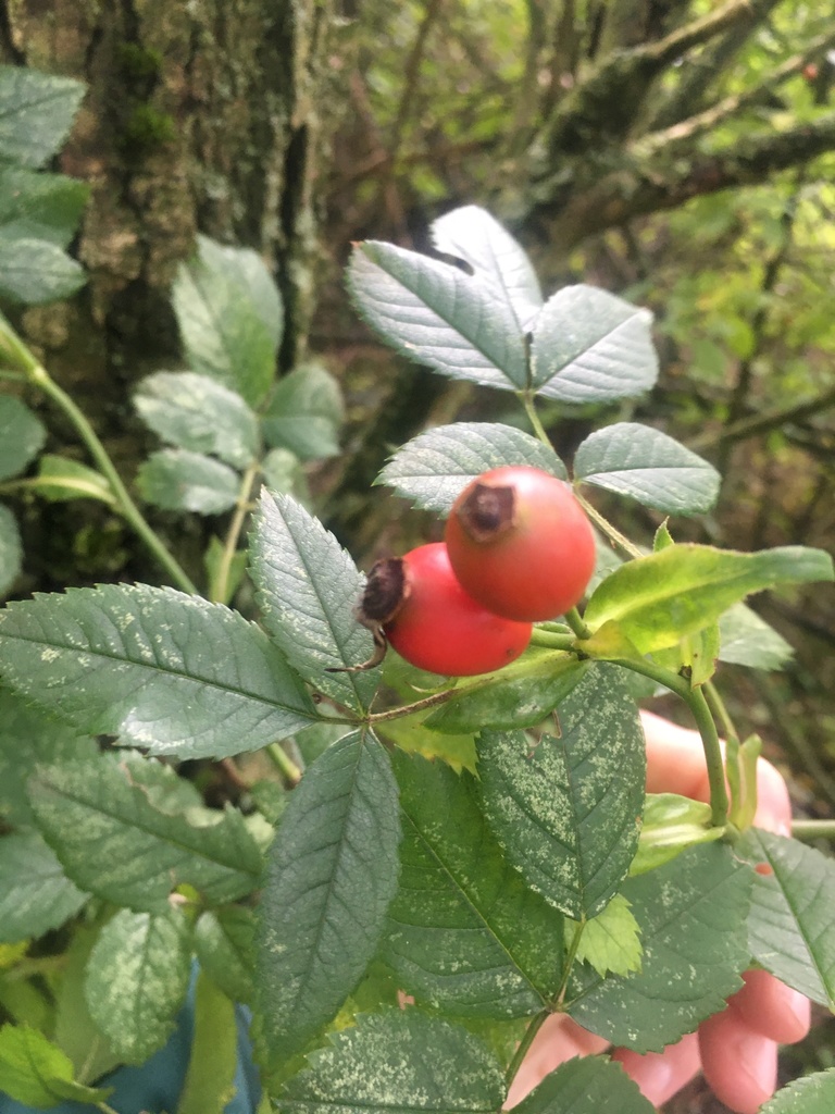 Rosa canina