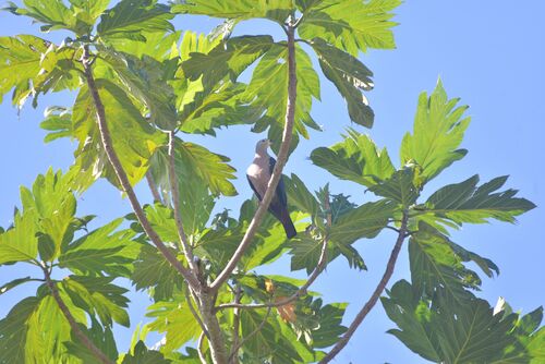 Pacific Imperial Pigeon (Ducula pacifica), photo 8