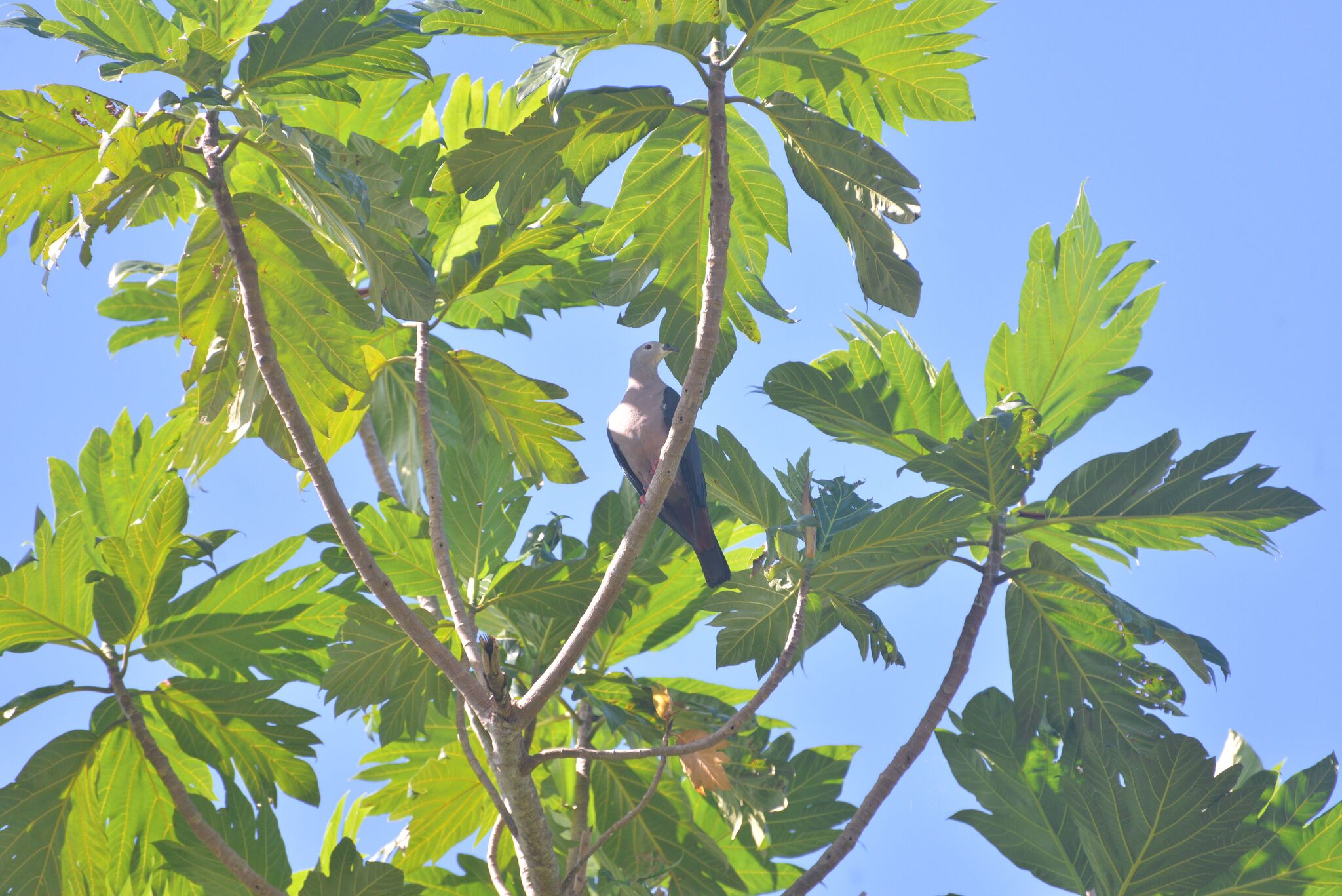 Pacific Imperial Pigeon (Ducula pacifica), photo 4