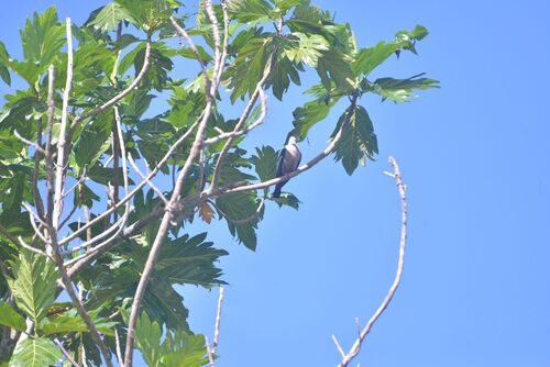 Pacific Imperial Pigeon (Ducula pacifica), photo 7