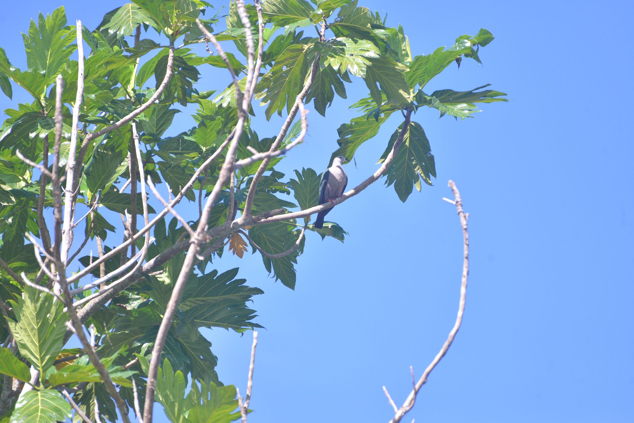 Pacific Imperial Pigeon (Ducula pacifica), photo 3