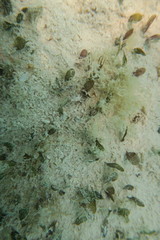 Halophila