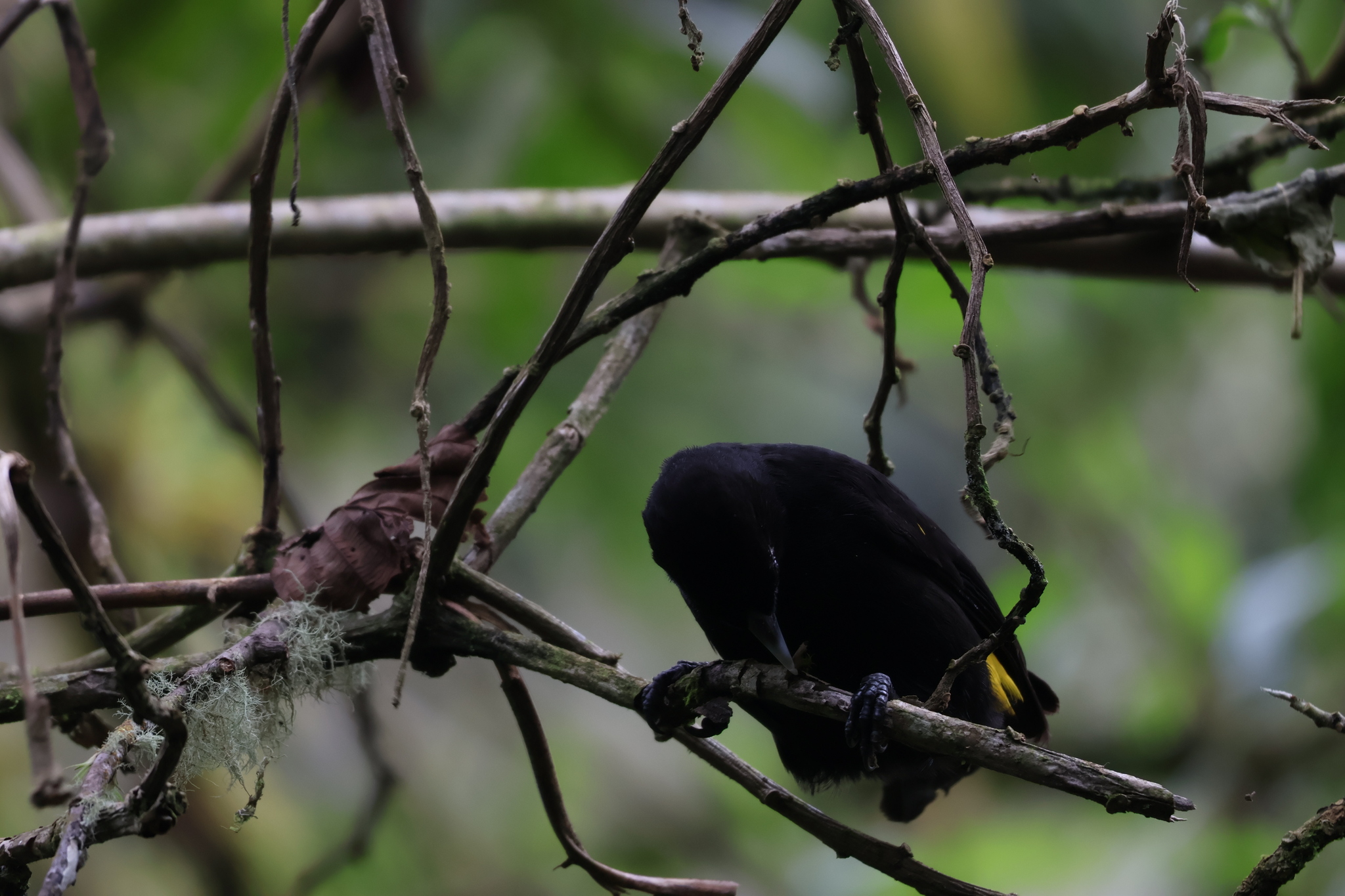 Mountain Cacique (Cacicus chrysonotus), photo 7