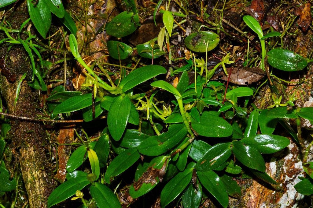 Epidendrum geminiflorum; photograph (c) Daniel Mesa, some rights reserved (CC BY)