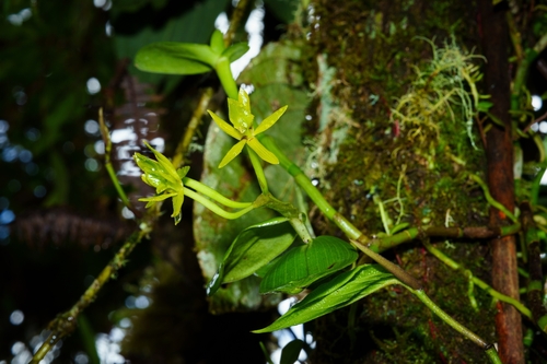 Epidendrum geminiflorum, photograph 4