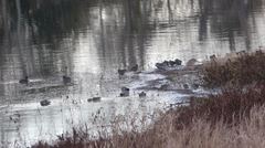 Nycticorax nycticorax