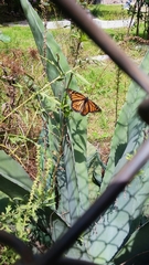 Danaus plexippus
