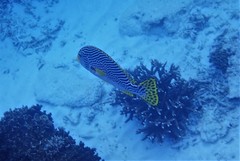 Plectorhinchus lineatus