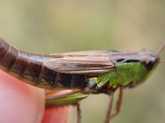 Pseudochorthippus montanus