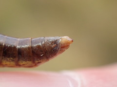 Pseudochorthippus montanus