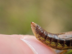 Pseudochorthippus montanus