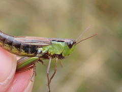 Pseudochorthippus montanus