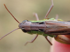 Pseudochorthippus montanus