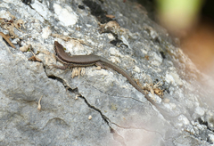 Phoenicolacerta troodica
