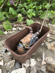 Panulirus penicillatus