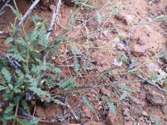 Hermannia coccocarpa