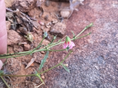 Hermannia coccocarpa